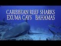 Video of Caribbean Reef Sharks