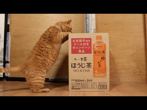お~いお茶ほうじ茶と箱の中の猫の癒し映像 サムネイル