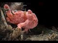 Video of Spotfin Frogfish