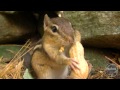 Shrew (Lil Velvet) Meets Chipmunk (Lil Scars) Thumbnail