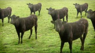  : Cows & Cows & Cows