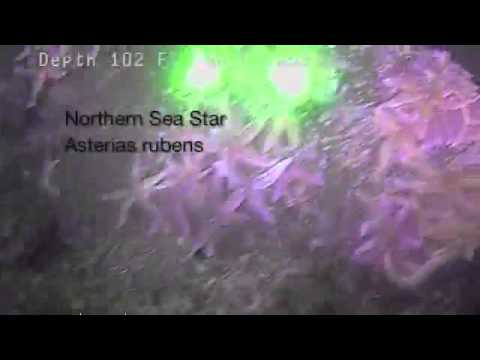 Steneck Lab Highlights from Fishers SeaLion-2 ROV Surveys in Coastal Maine