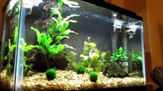 Starting A Freshwater Aquarium With Live Plants