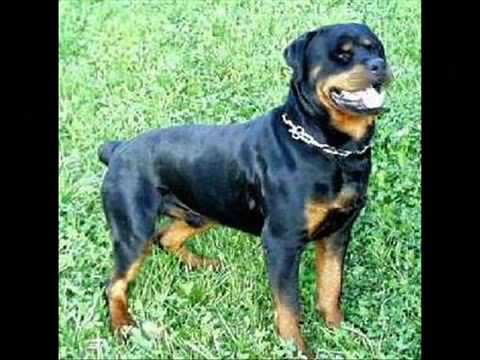 German Rottweiler vs Pitbull German Rottweiler vs Pitbull