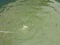 Eclosionador de Artemia gigante