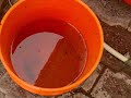 Eclosionador de Artemia gigante