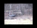 Pipes and Pachyderms Thumbnail