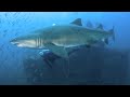Worlds biggest shark megaladon