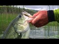 Fly Fishing Bass - by Todd Moen - Catch Magazine - Fly Fishing Videos - Alpine Bass
