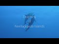 Video of Dolphin