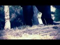 Boogie Woogie Feng Shui No. 5 (Live Action AMV - Anime Music Video)