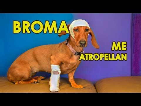 DESCARGAR VIDEOS DE BROMA descargar videos de broma: