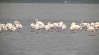 Flamingolar ve binlerce  su kuşunun uğrak yeri oldu