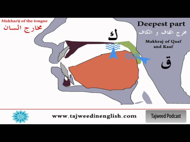 Tajweed lesson 8: The tongue makhraj ( ق - ك - ج - ش - ي)