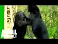 Animal Face-Off: Alligator vs. Black Bear