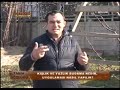 Kiraz (Vişne) meyve ağacı budaması (budama zamanı) 2. Bölüm