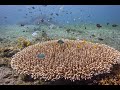 Wild Scuba House Reef | Fish