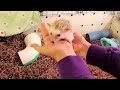 How to Pick Up and Hold a Hedgehog