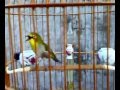 kicau burung