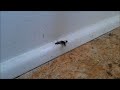 Earwig vs Spider, Double Speed, 1080p