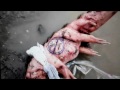 Unidentified animal / creature