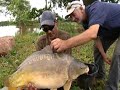 carp fishing big mirror carp