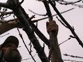 Cherry Tree Pruning