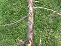 Cherry Tree Pruning