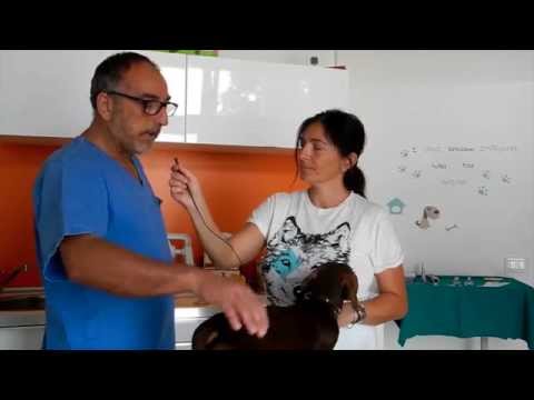 Trattamento di un fungo di unghie rimedio di gente fisso