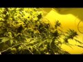 building a legal medical marijuana grow room part 03 - http://www.limbo-co.com