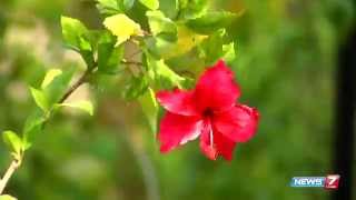 Sembaruthi flower (hibiscus rosa-sinensis) - Adds Beauty to your terrace garden! | Poovali | News7
