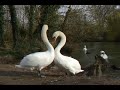 Swan Courting Ritual