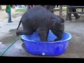 Ayutthaya - Funny Baby Elephant Bath, Thailand
