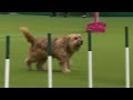 Rescue Dogs Agility | Crufts 2014