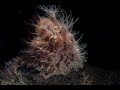 Video of Hairy Frogfish