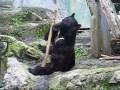 Kung fu bear : un ours qui s initie au maniement du baton et qui s en sort vraiment bien