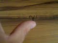 Metal Fish Shaped Treble Hook Spinner from DealExtreme