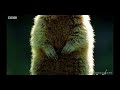 Funny British Animal Voiceovers ( We found Alan )