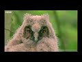Funny British Animal Voiceovers ( We found Alan )