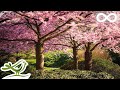 Beautiful Relaxing Music: Japanese Music, Chinese Music, Romantic Music, Meditation Music ★106