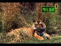 Tiger vs. Crocs