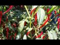 Shakambari Agriculature 06