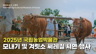 [NAMUK Today] 🐂겨릿소가 써레를 끌고, 🤚손으로 모를 심는 날 | 모내기 및 겨릿소 써레질 시연 행사 스케치 대표이미지