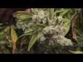 The Weed Nerd Episode 177