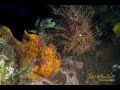 A pair of frogfish | Spotfin and Hairy Frogfish