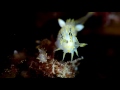 Nudibranch - Polycera | 