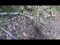 Outdoor Grow, October 4 2012, Part 11 - Harvest Time