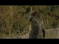 Gorilla learns to swagger like a man