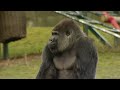 Gorilla learns to swagger like a man
