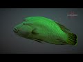 Napoleonfish | Napoleon Wrasse